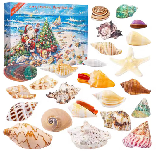 Meeres Muschel Adventskalender